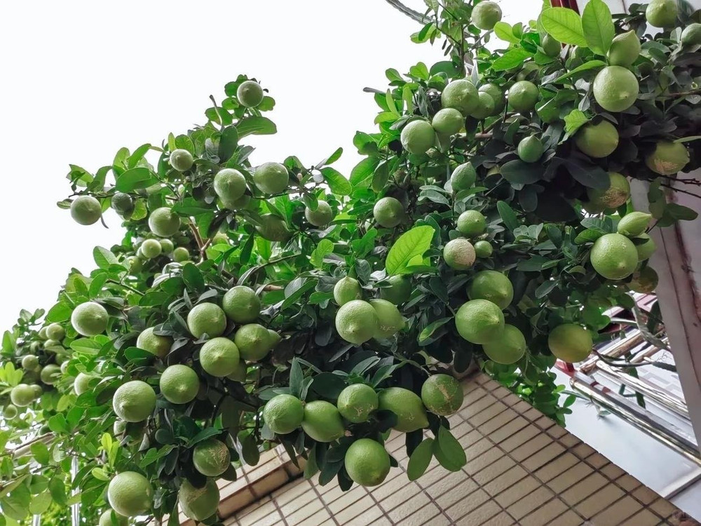 4 loại cây nên trồng tại ban công trong năm Bính Ngọ tăng vượng khí, giúp trường thọ- Ảnh 1. 4 loại cây nên trồng tại ban công trong năm Bính Ngọ tăng vượng khí, giúp trường thọ- Ảnh 1.