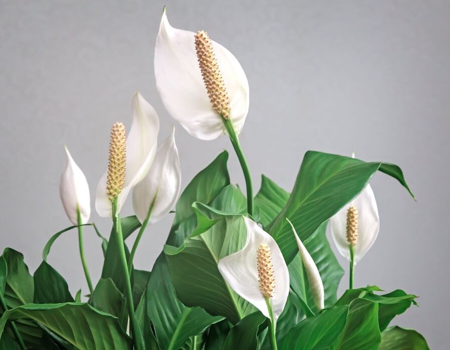3 loại cây nên trồng trong nhà ngay mùa xuân này - Ảnh 3.