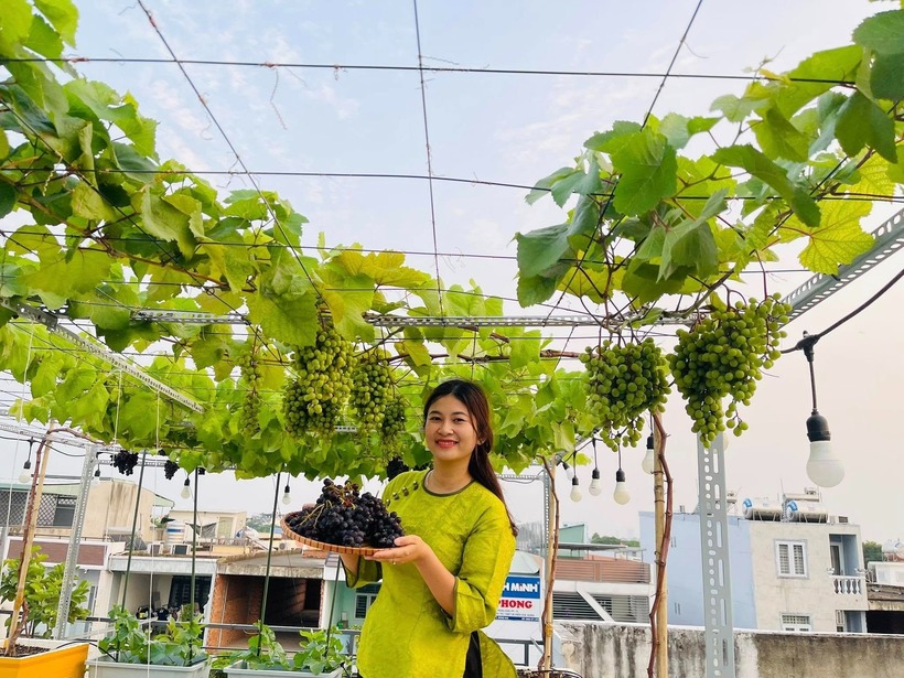 Ngắm khu vườn 80m2 phủ kín rau trái trên sân thượng của cô gái trẻ tại TP.HCM- Ảnh 10. Ngắm khu vườn 80m2 phủ kín rau trái trên sân thượng của cô gái trẻ tại TP.HCM- Ảnh 10.