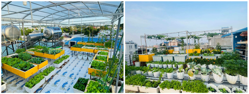 Ngắm khu vườn 80m2 phủ kín rau trái trên sân thượng của cô gái trẻ tại TP.HCM- Ảnh 2. Ngắm khu vườn 80m2 phủ kín rau trái trên sân thượng của cô gái trẻ tại TP.HCM- Ảnh 2.