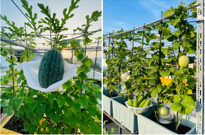 Ngắm khu vườn 80m2 phủ kín rau trái trên sân thượng của cô gái trẻ tại TP.HCM- Ảnh 3. Ngắm khu vườn 80m2 phủ kín rau trái trên sân thượng của cô gái trẻ tại TP.HCM- Ảnh 3.