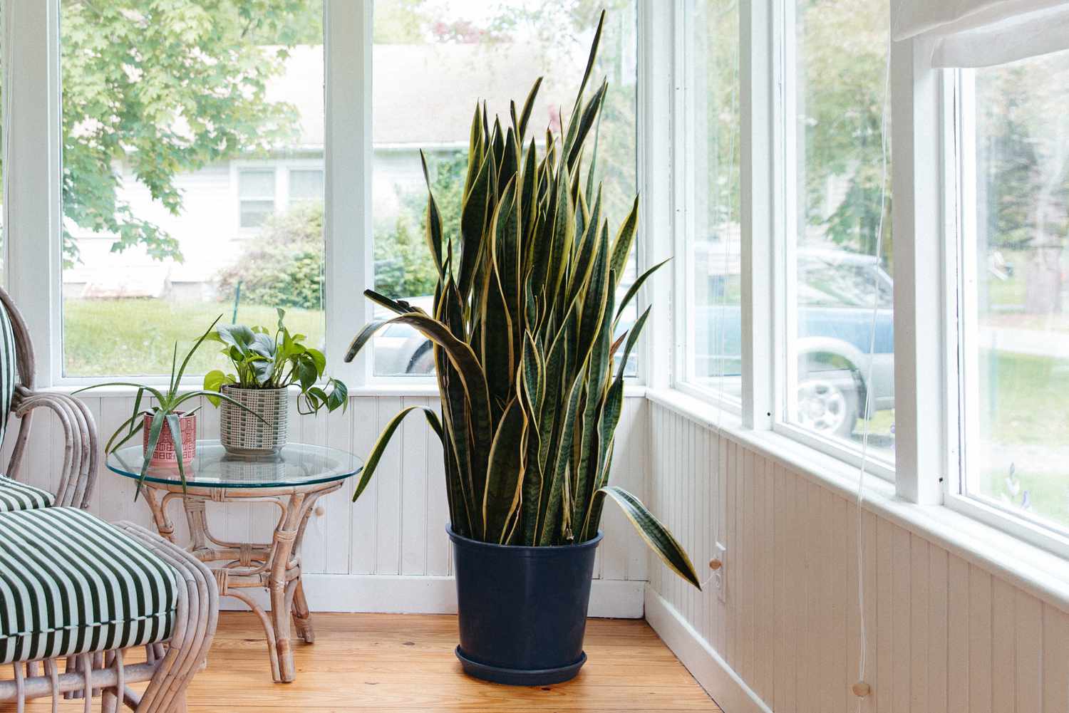snake-plant-care-overview-1902772-01-11ddab561e604bd086b4fd6bfa6305f3-1771665696155-1771665696359670365706